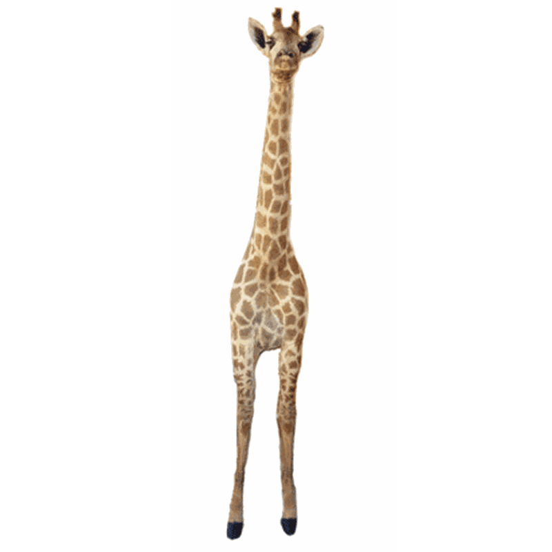 Giraffe Full Mount - G307 - Image 2