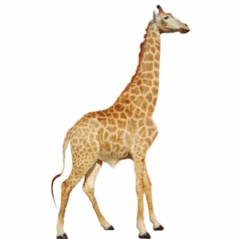 Giraffe Full Mount GF01 - Image 3
