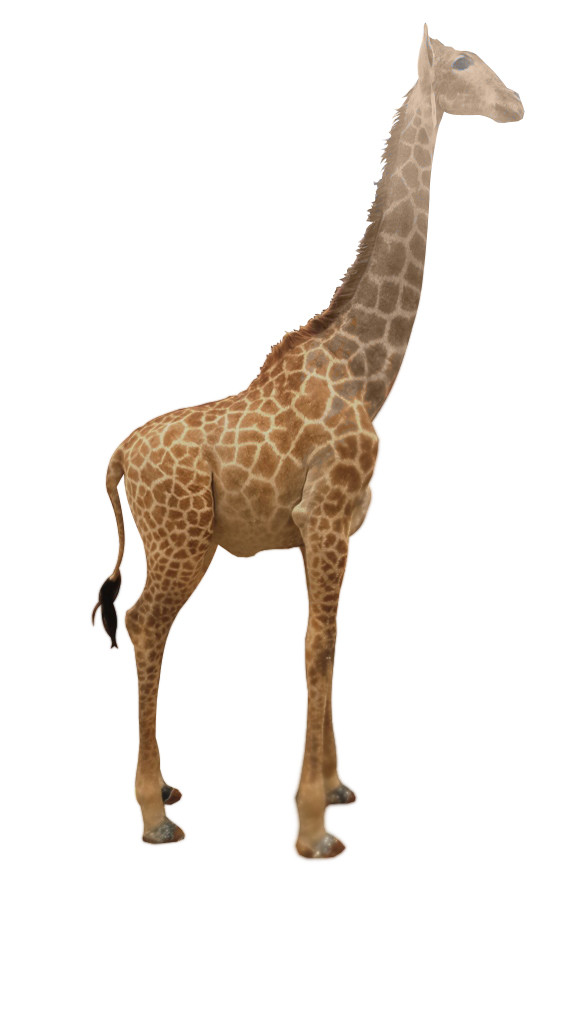 Giraffe Full Mount Ref: F1684 - Image 3