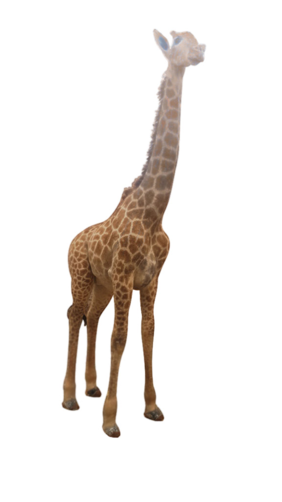 Giraffe Full Mount Ref: F1684 - Image 4