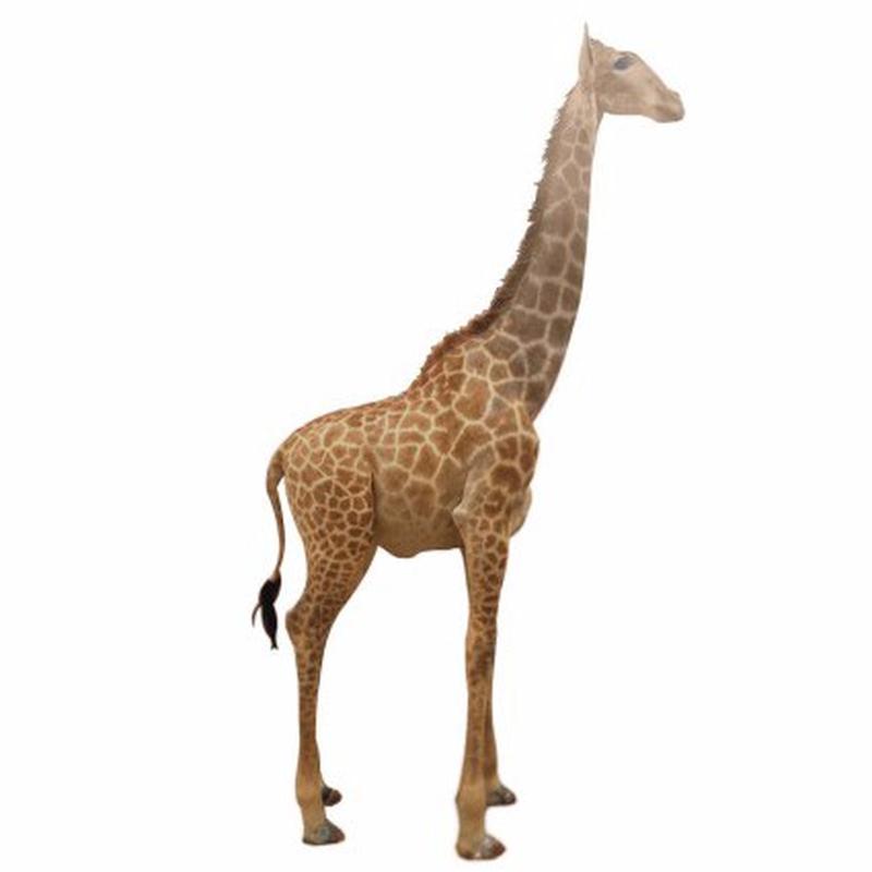 Giraffe Full Mount Ref: F1684