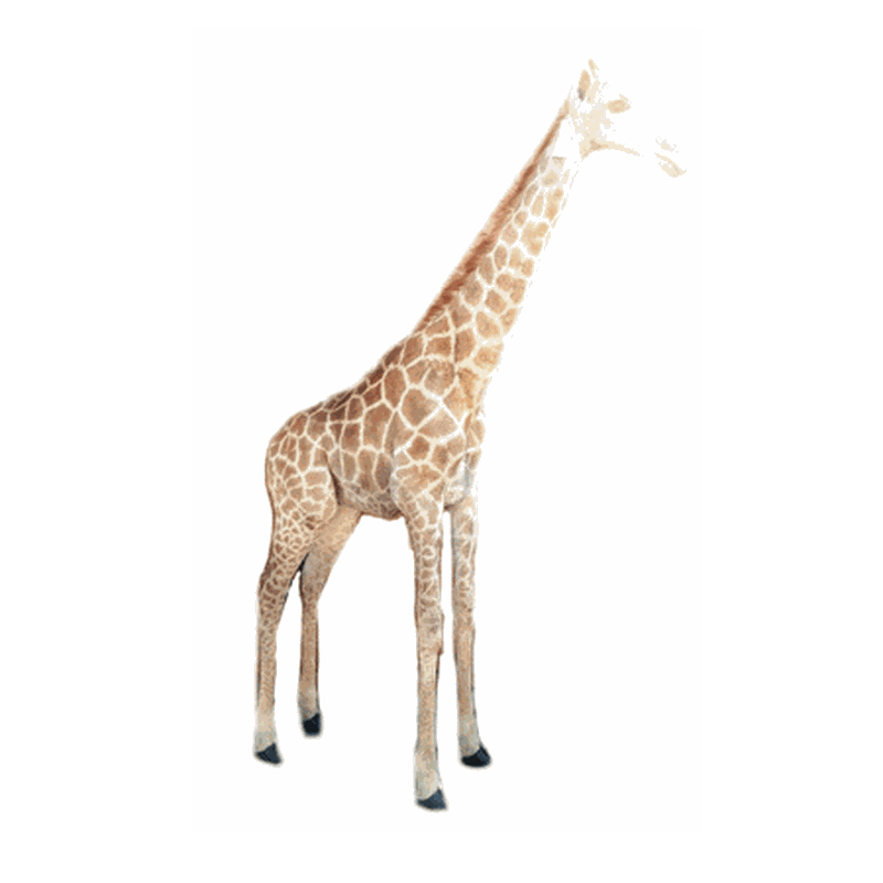 Giraffe Full Mount Ref:269 - Image 2