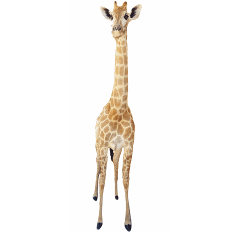 Giraffe Full Mount Ref:274