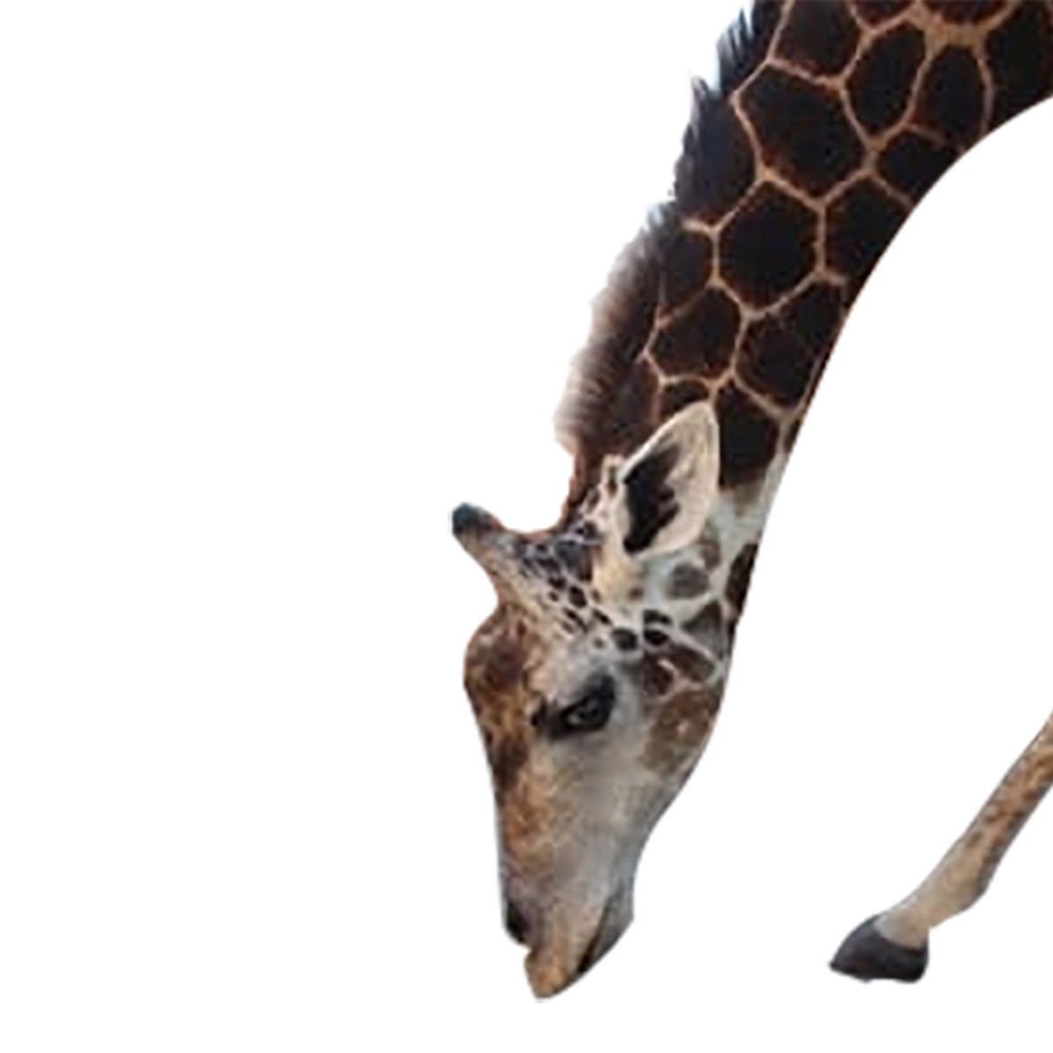 Giraffe Full Mount - S2 - Image 2