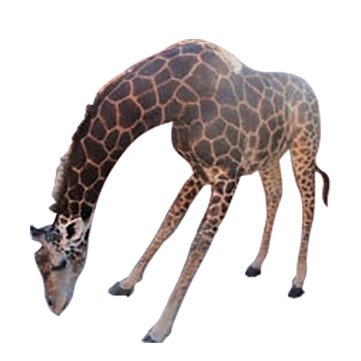 Giraffe Full Mount - S2 - Image 3