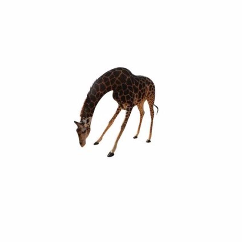 Giraffe Full Mount - S2