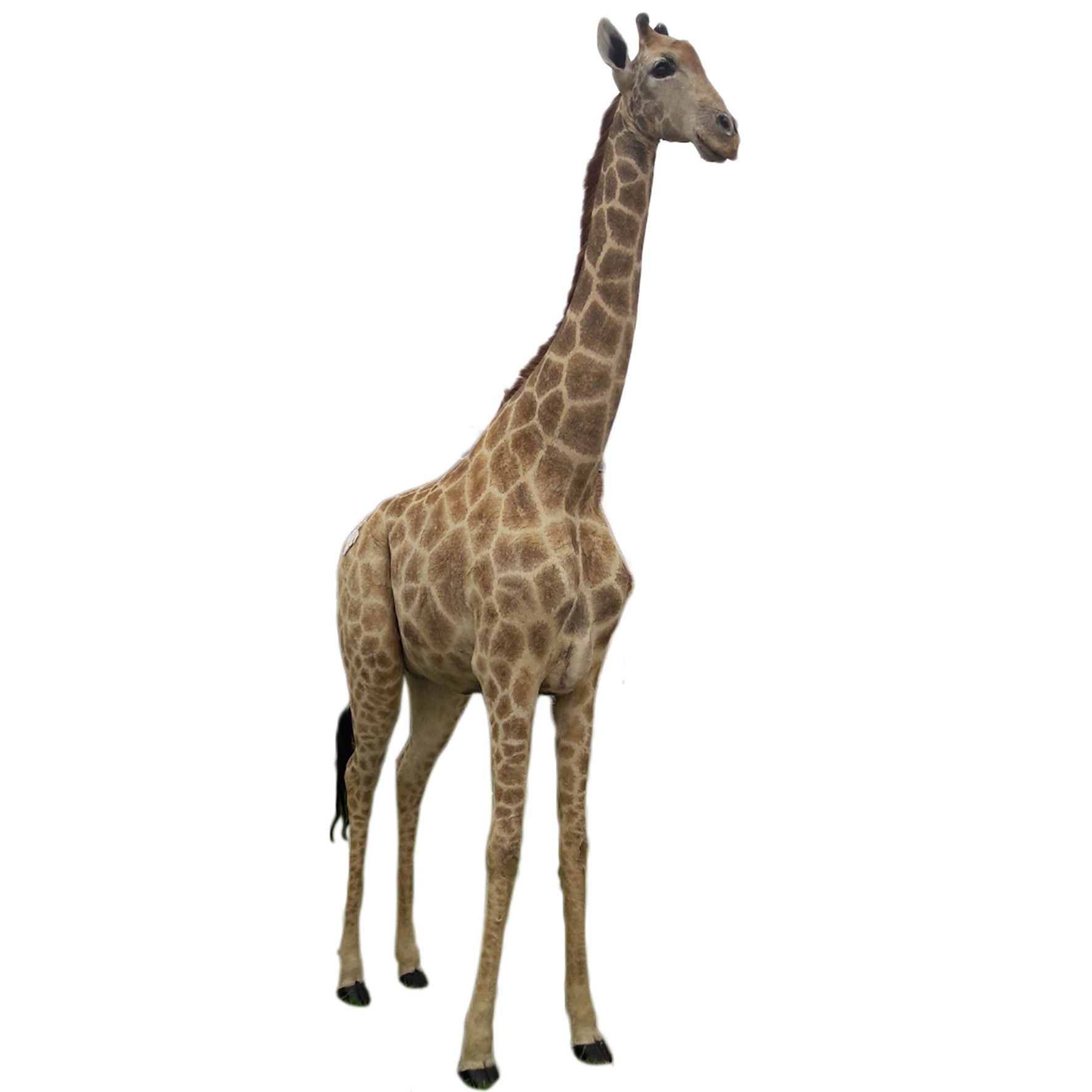 Giraffe Full Mount X0085B - Image 3