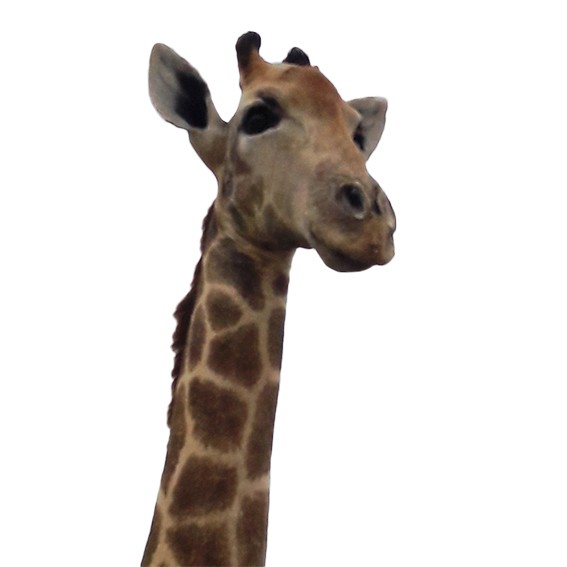 Giraffe Full Mount X0085B - Image 4