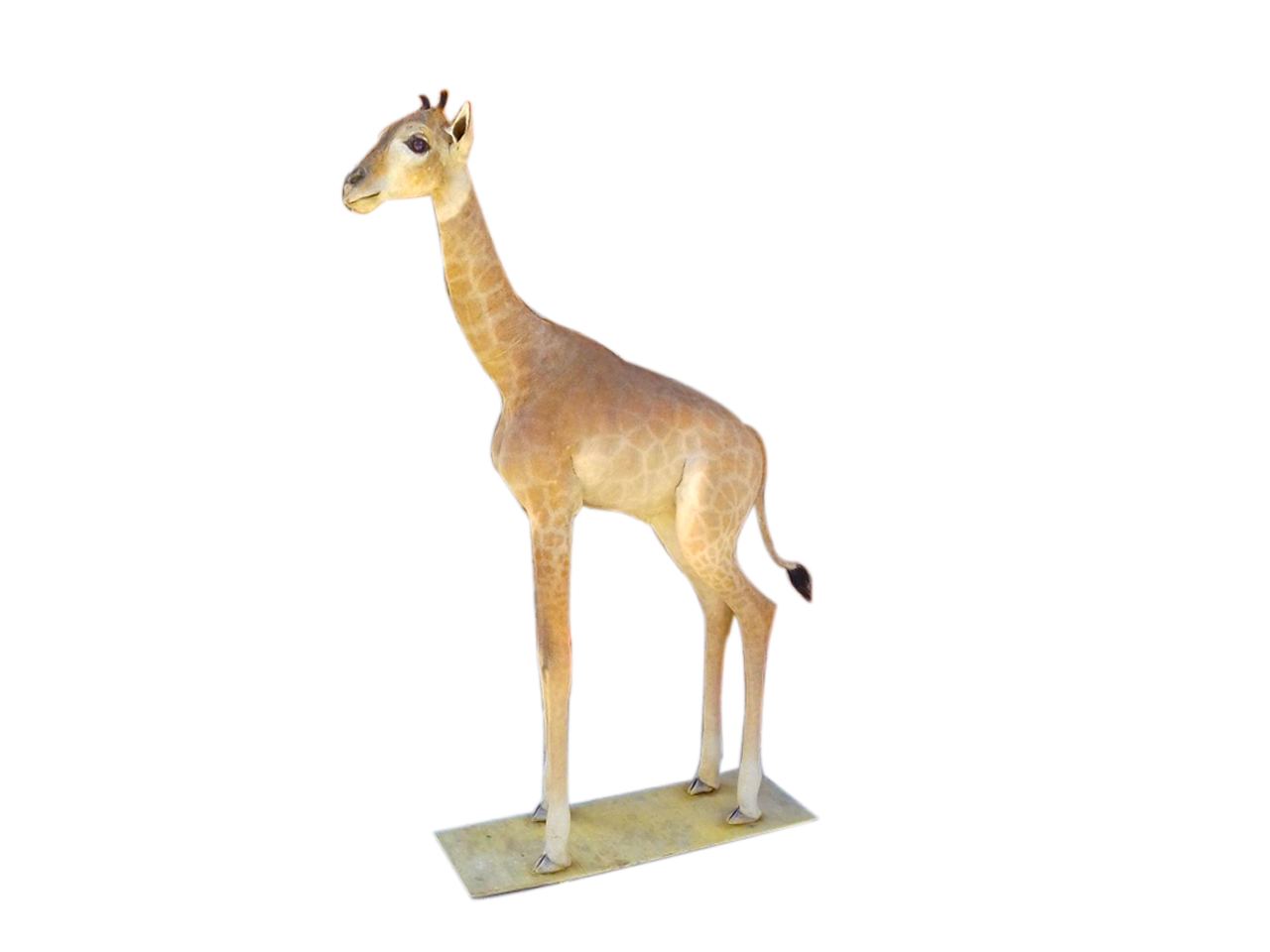 Giraffe Full Mount X0105