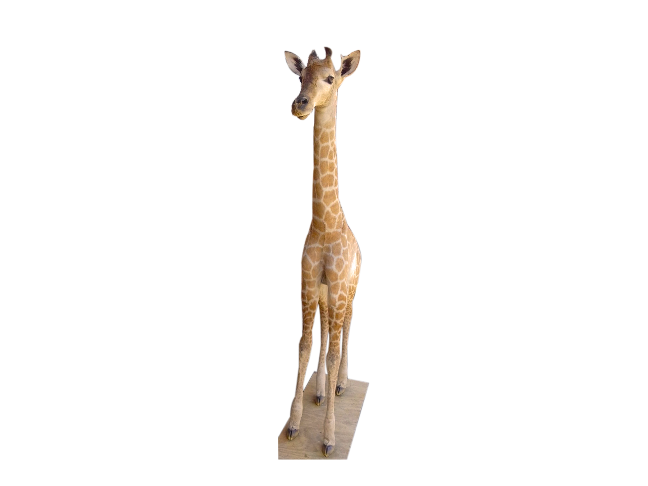 Giraffe Full Mount X0106 - Image 2