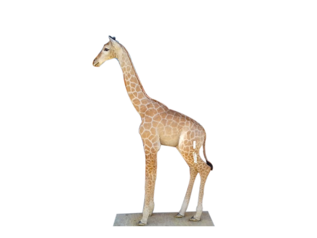 Giraffe Full Mount X0106