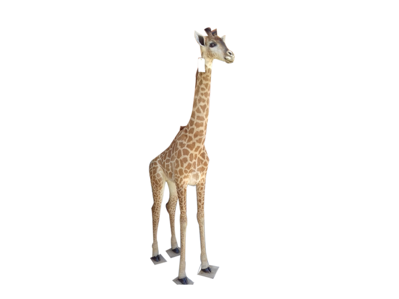 Giraffe Full Mount X0137 - Image 2