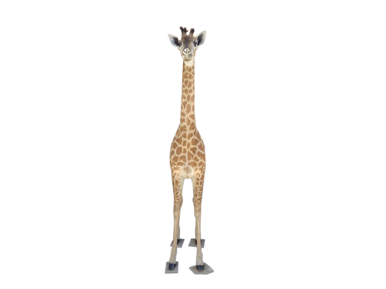 Giraffe Full Mount X0137 - Image 3