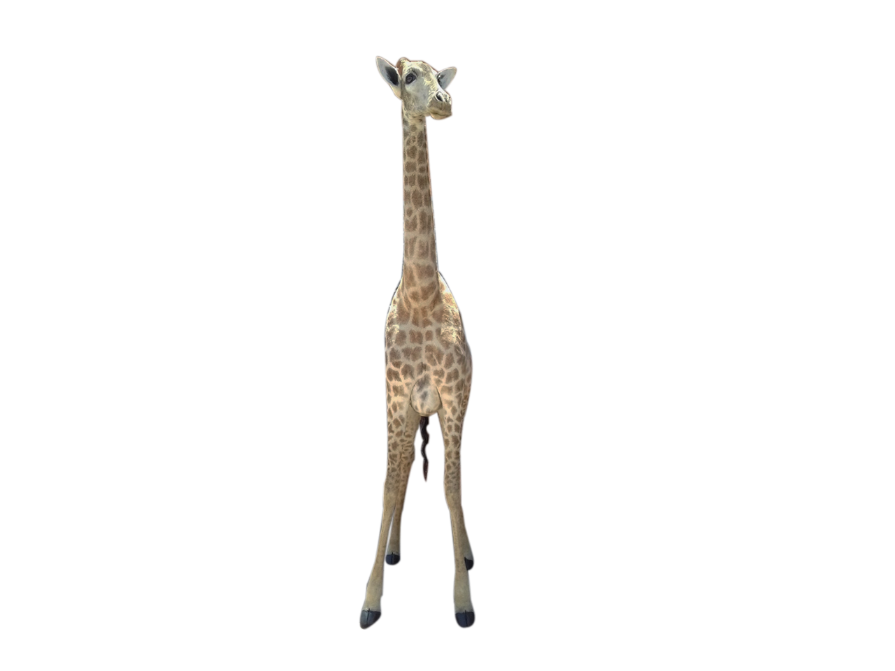 Giraffe Full Mount X0480 - Image 2