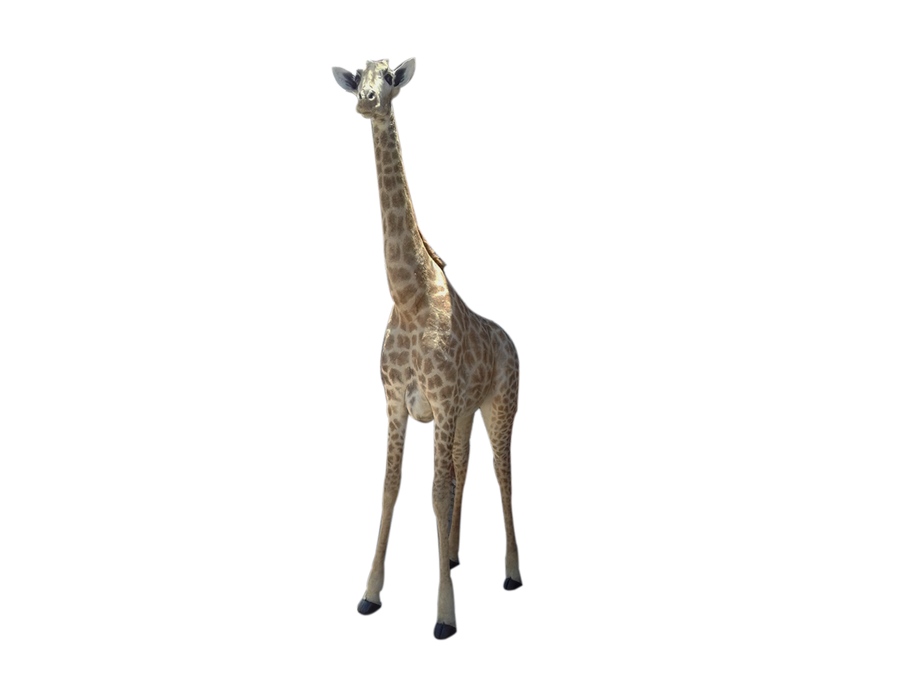Giraffe Full Mount X0480