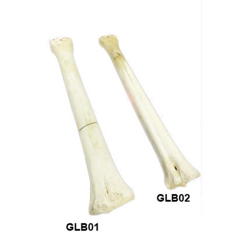 Giraffe Leg Bones