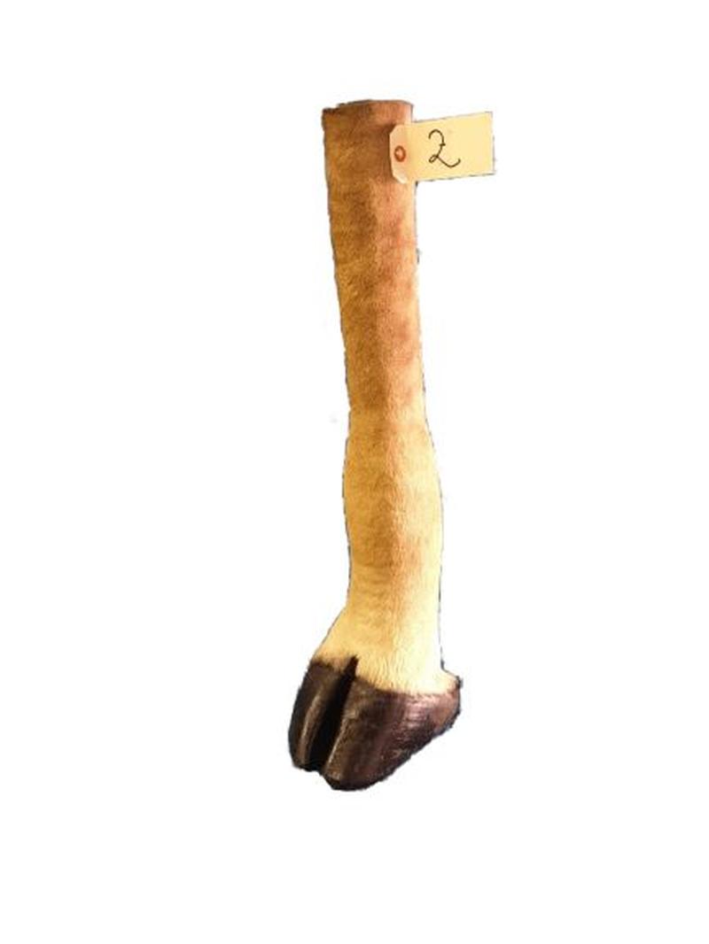 Giraffe Leg - GL02