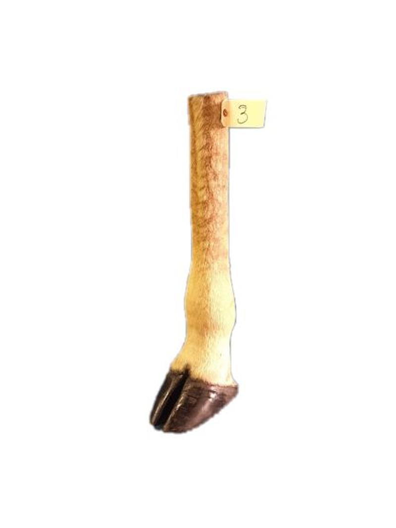 Giraffe Leg - GL03 - Image 2