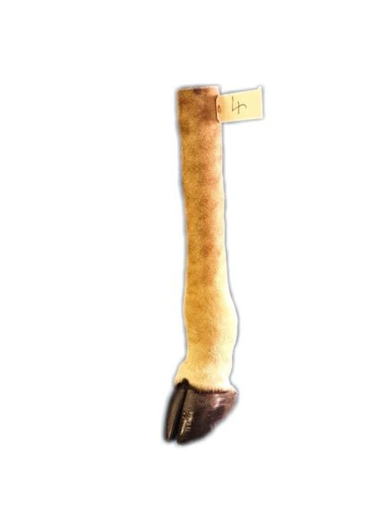 Giraffe Leg - GL04
