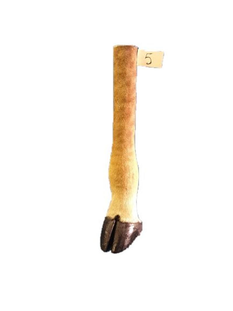 Giraffe Leg - GL05 - Image 2