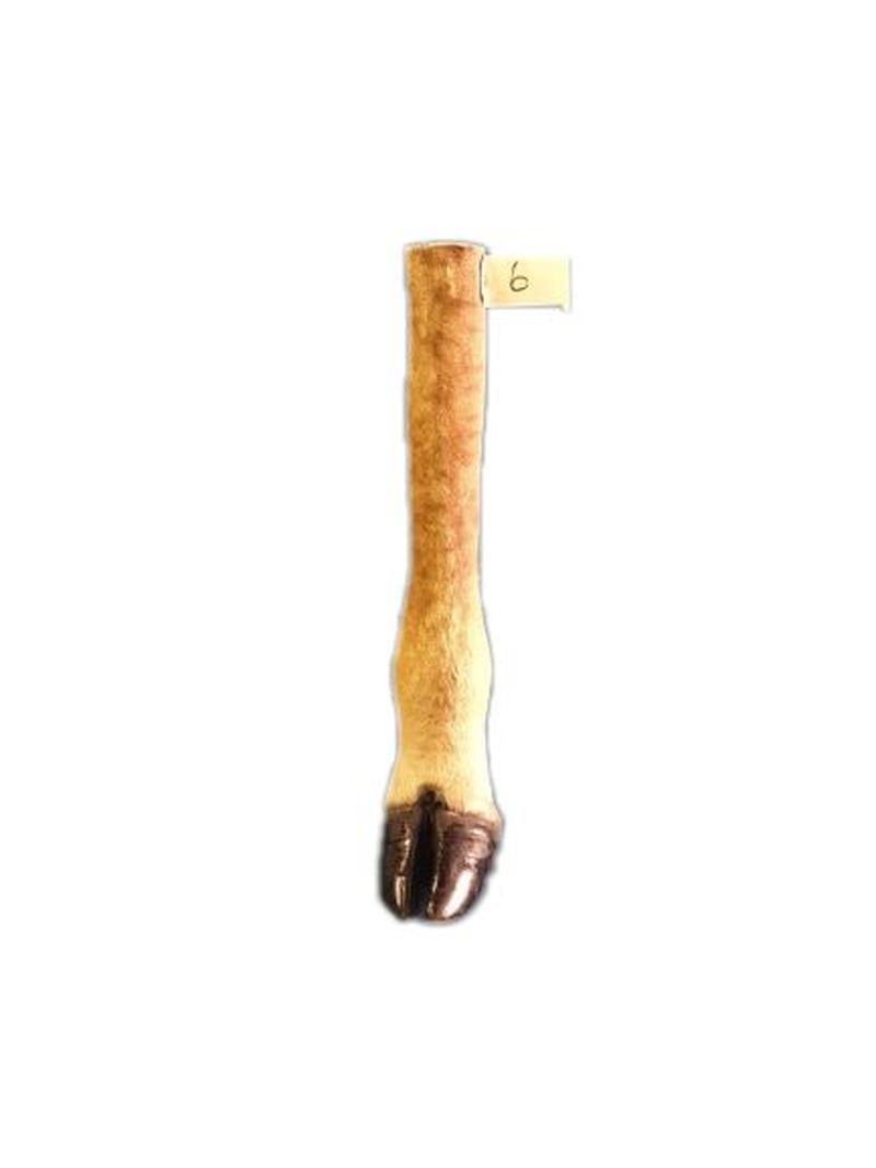 Giraffe Leg - GL06 - Image 2