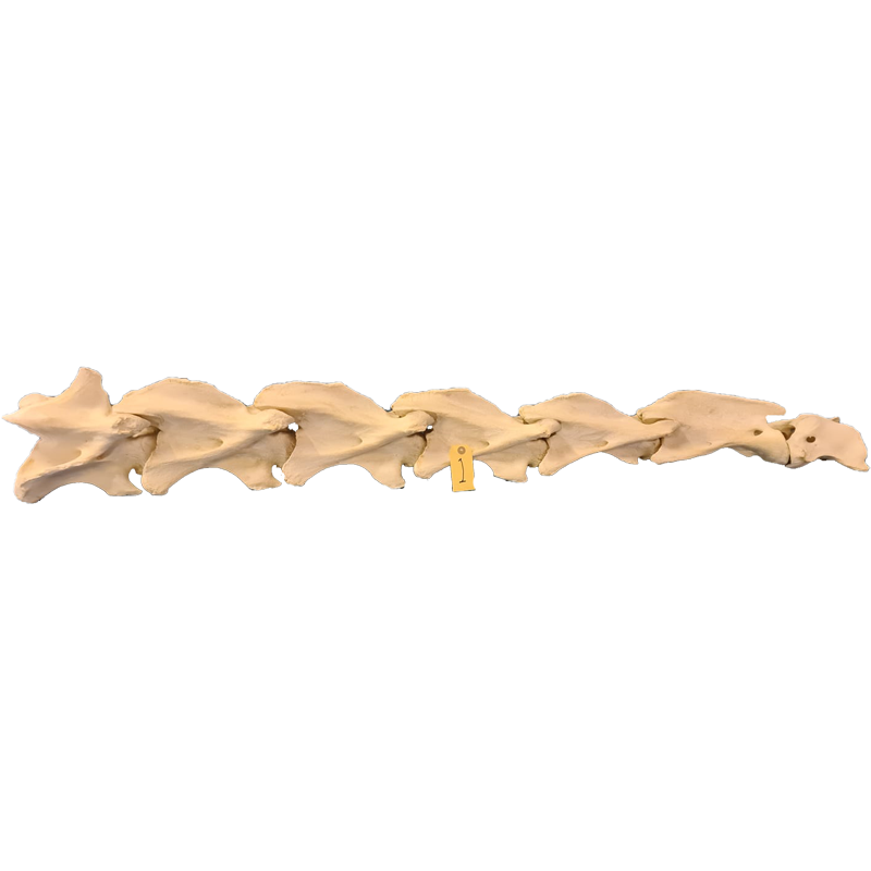 Giraffe Neck Bones (7) - GNB101 - Image 2