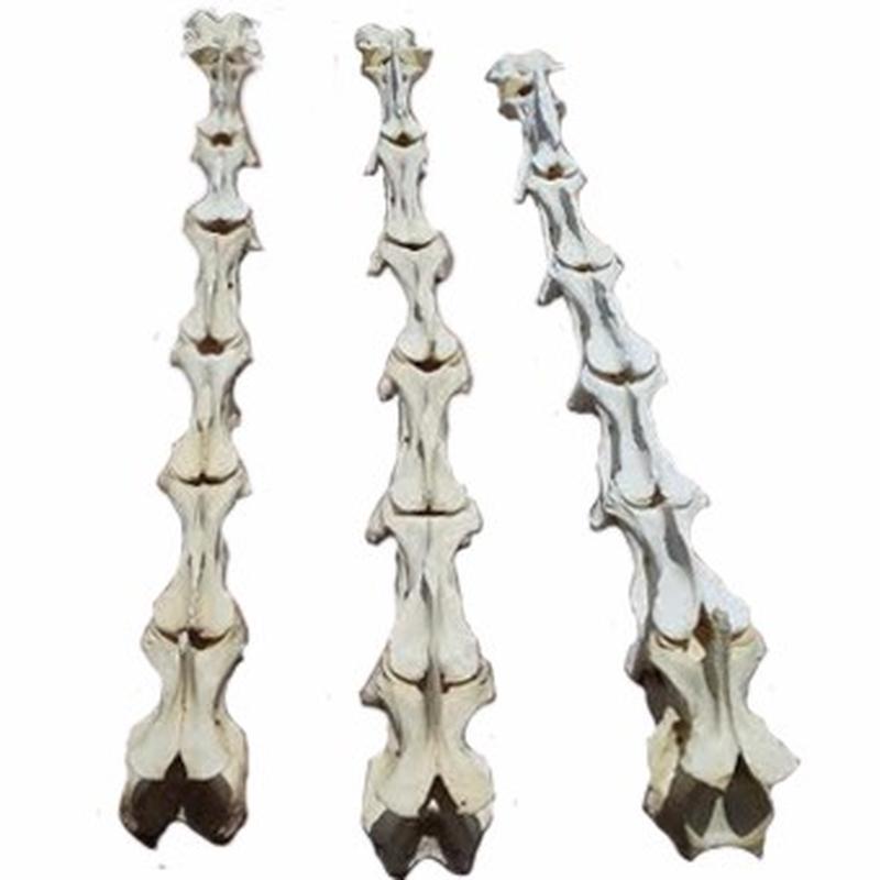 Giraffe Neck Bone Per Set - GNBS1 - Image 2