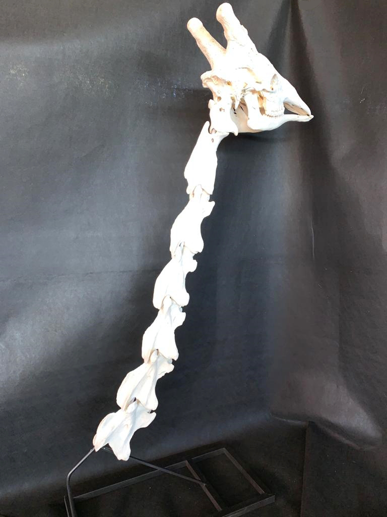 Giraffe Neck Vertebrae And Skull - GNVS100 - Image 2