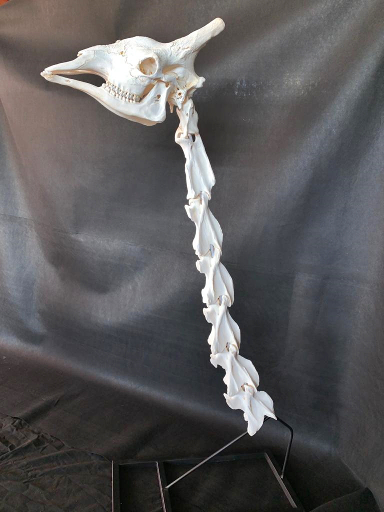 Giraffe Neck Vertebrae And Skull - GNVS100 - Image 3