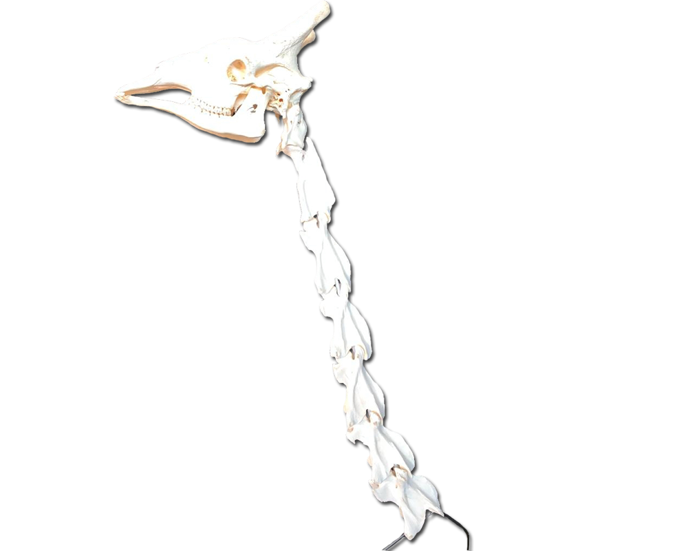 Giraffe Neck Vertebrae And Skull - GNVS100 - Image 4
