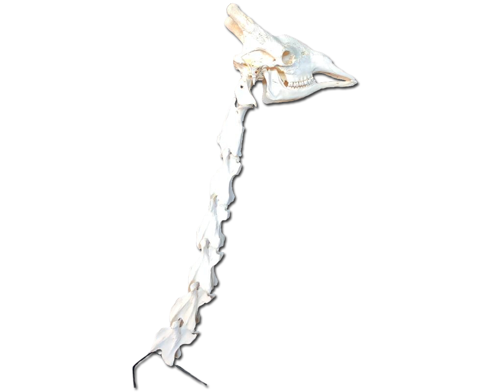 Giraffe Neck Vertebrae And Skull - GNVS100 - Image 5