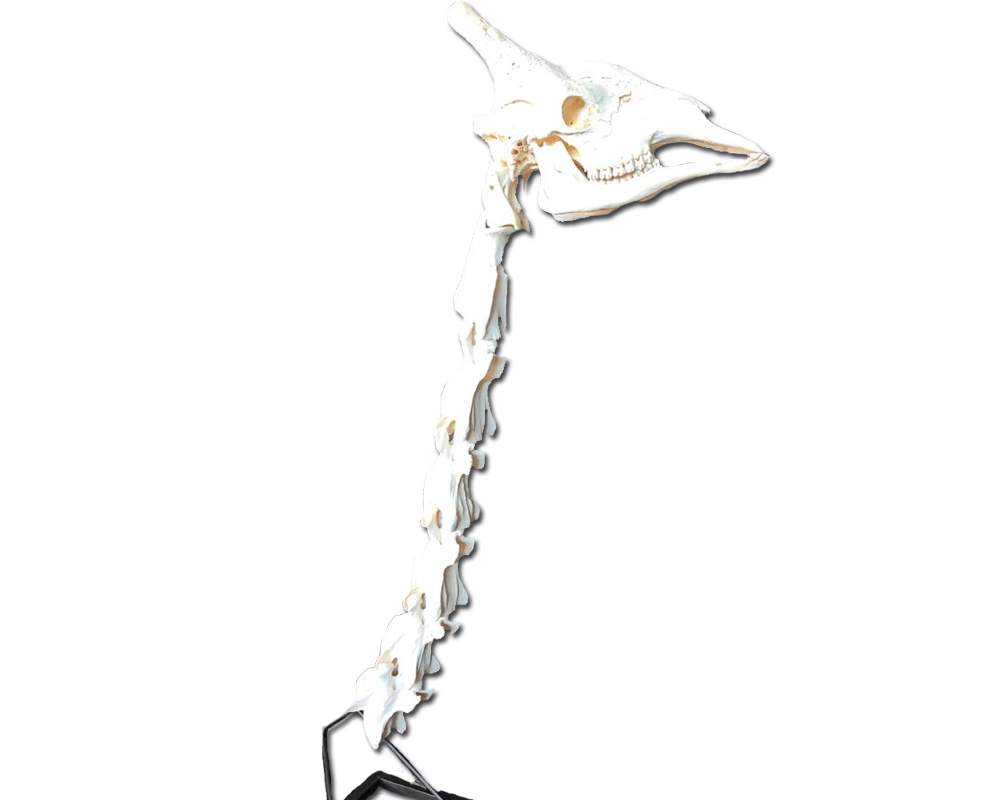 Giraffe Neck Vertebrae And Skull - GNVS100