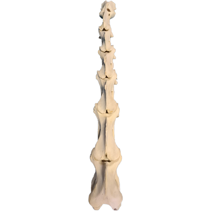 Giraffe Neck Bones (7) - GNB101
