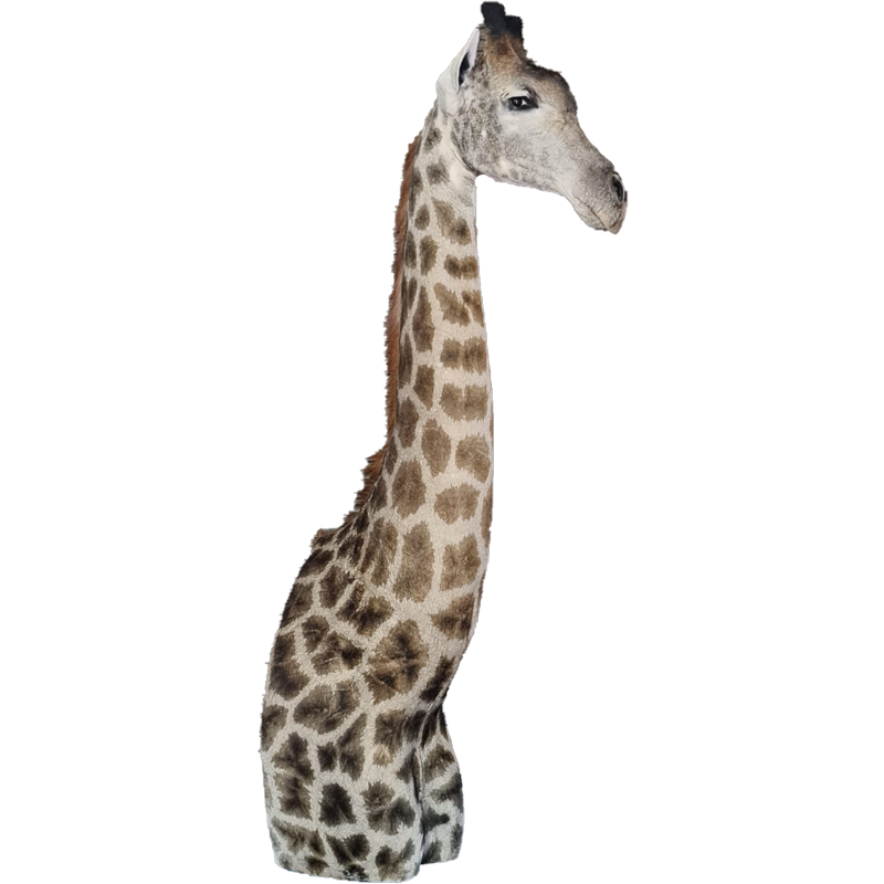 Giraffe Pedestal Mount - GPM100 - Image 2