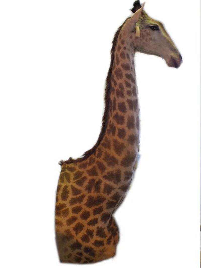 Giraffe Pedestal Mount GPM1 - Image 3