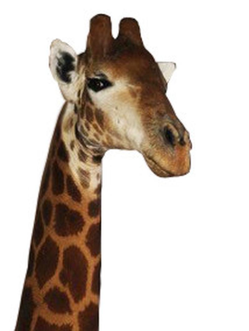 Giraffe Pedestal With Legs GP1 - Image 2