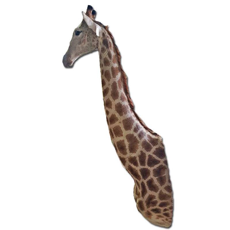 Giraffe Shoulder Mount - GSM101