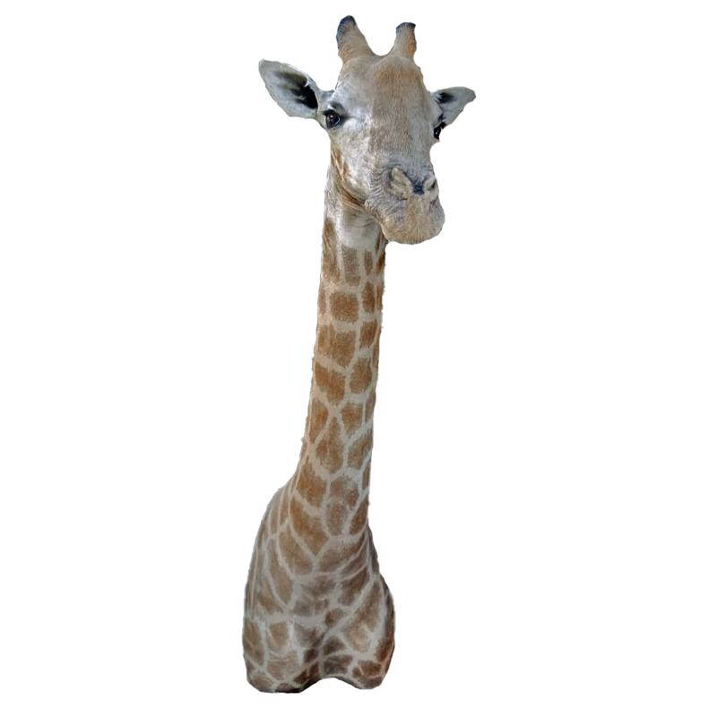 Giraffe Shoulder Mount - GSM 100 - Image 2