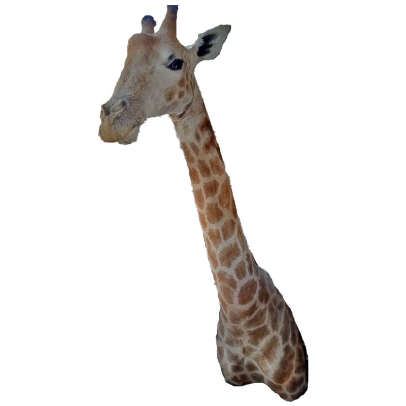 Giraffe Shoulder Mount - GSM 100 - Image 3