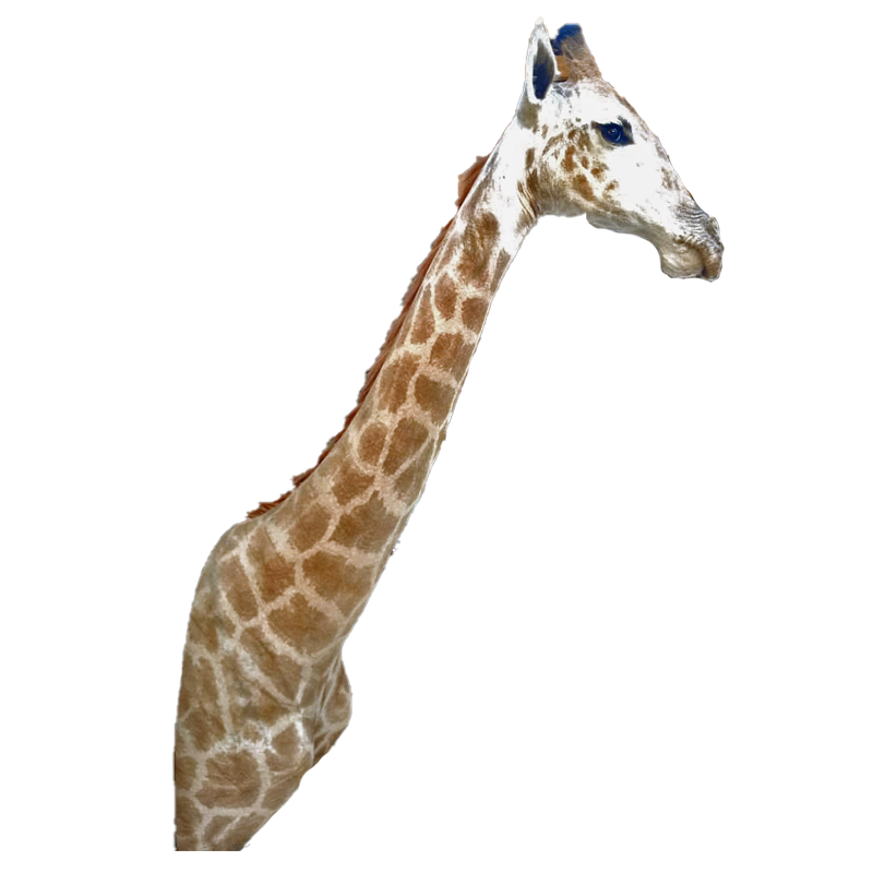 Giraffe Shoulder Mount - GSM 100