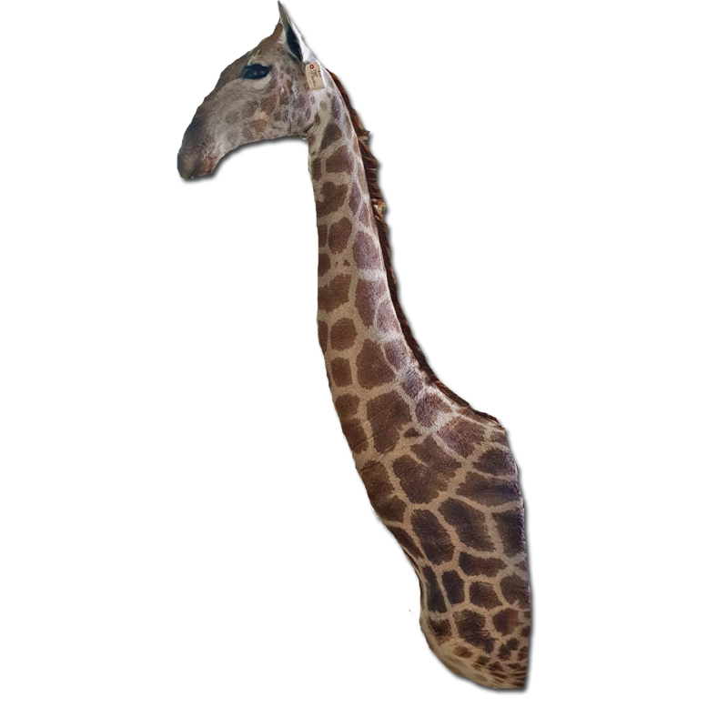 Giraffe Shoulder Mount - GSM100 - Image 4