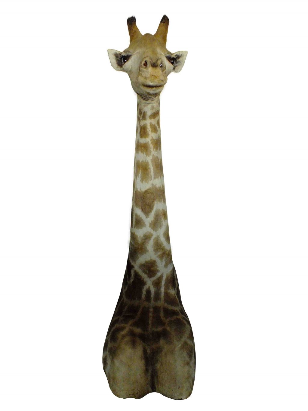 Giraffe Shoulder Mount GSM001 - Image 2