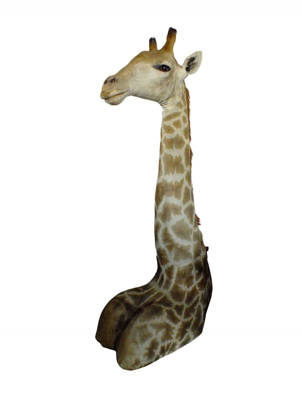 Giraffe Shoulder Mount GSM001 - Image 3