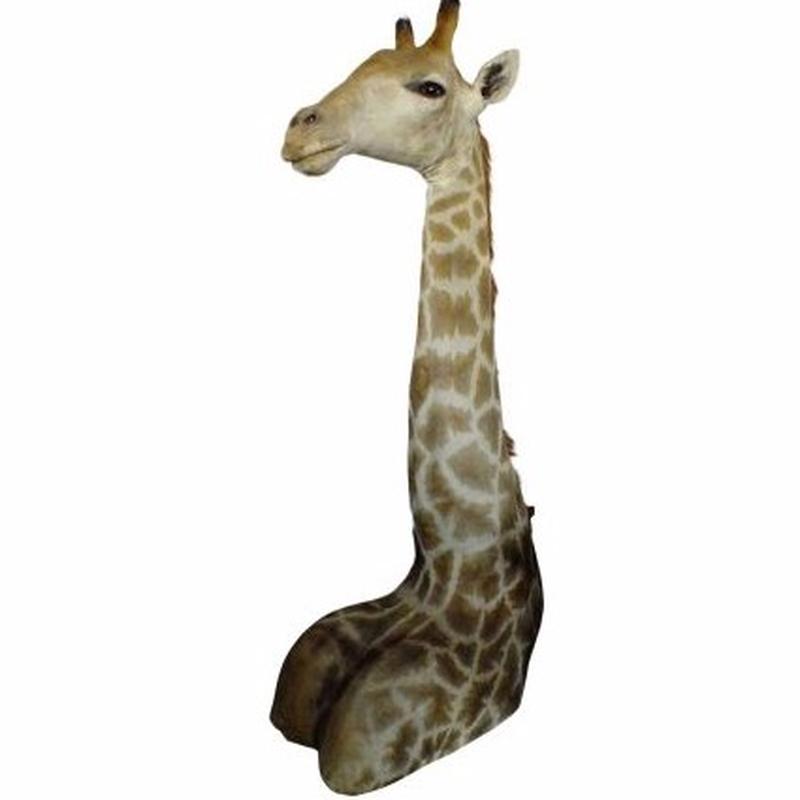 Giraffe Shoulder Mount GSM001