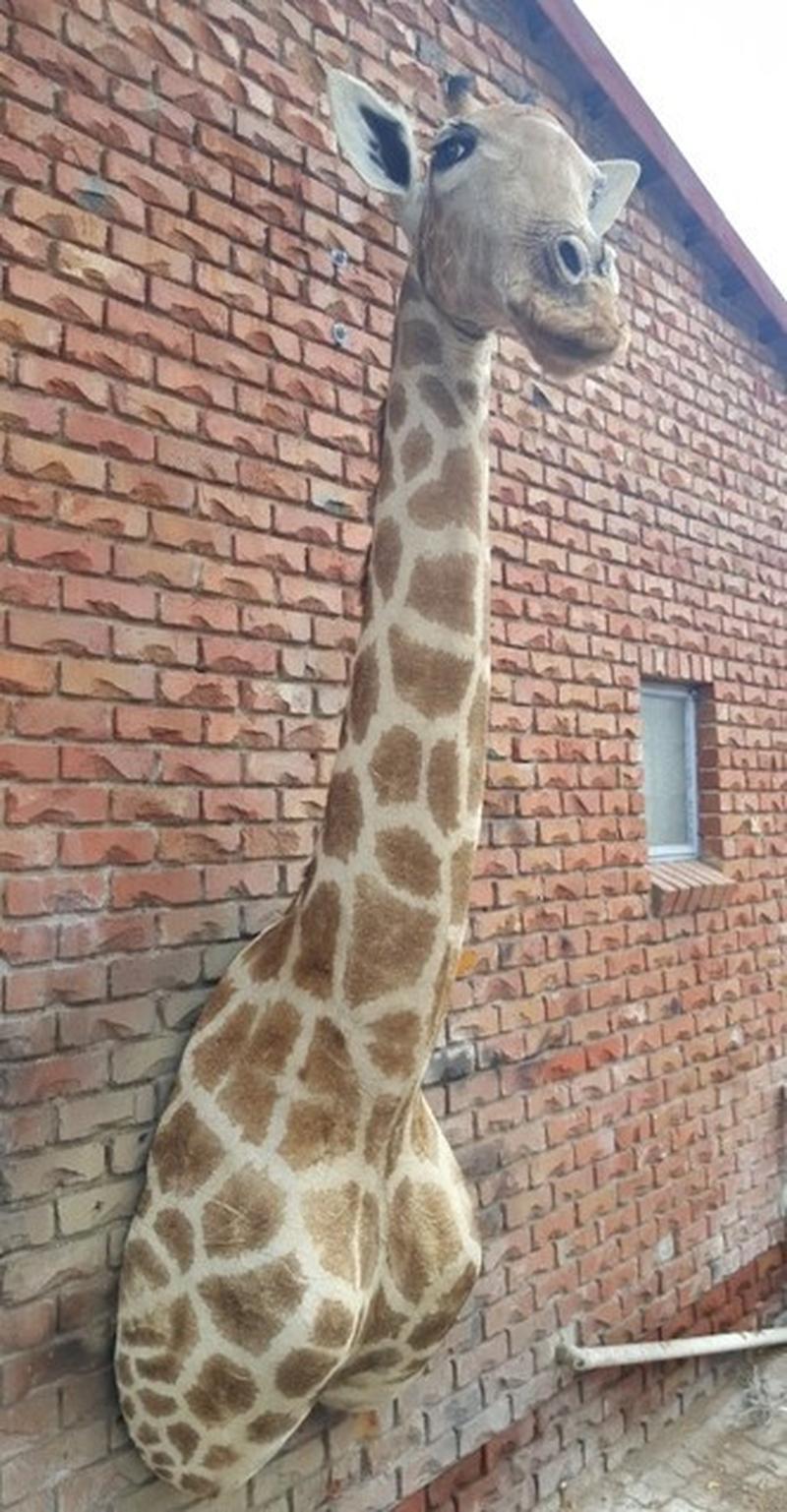 Giraffe Shoulder Mount - GSM05 - Image 2