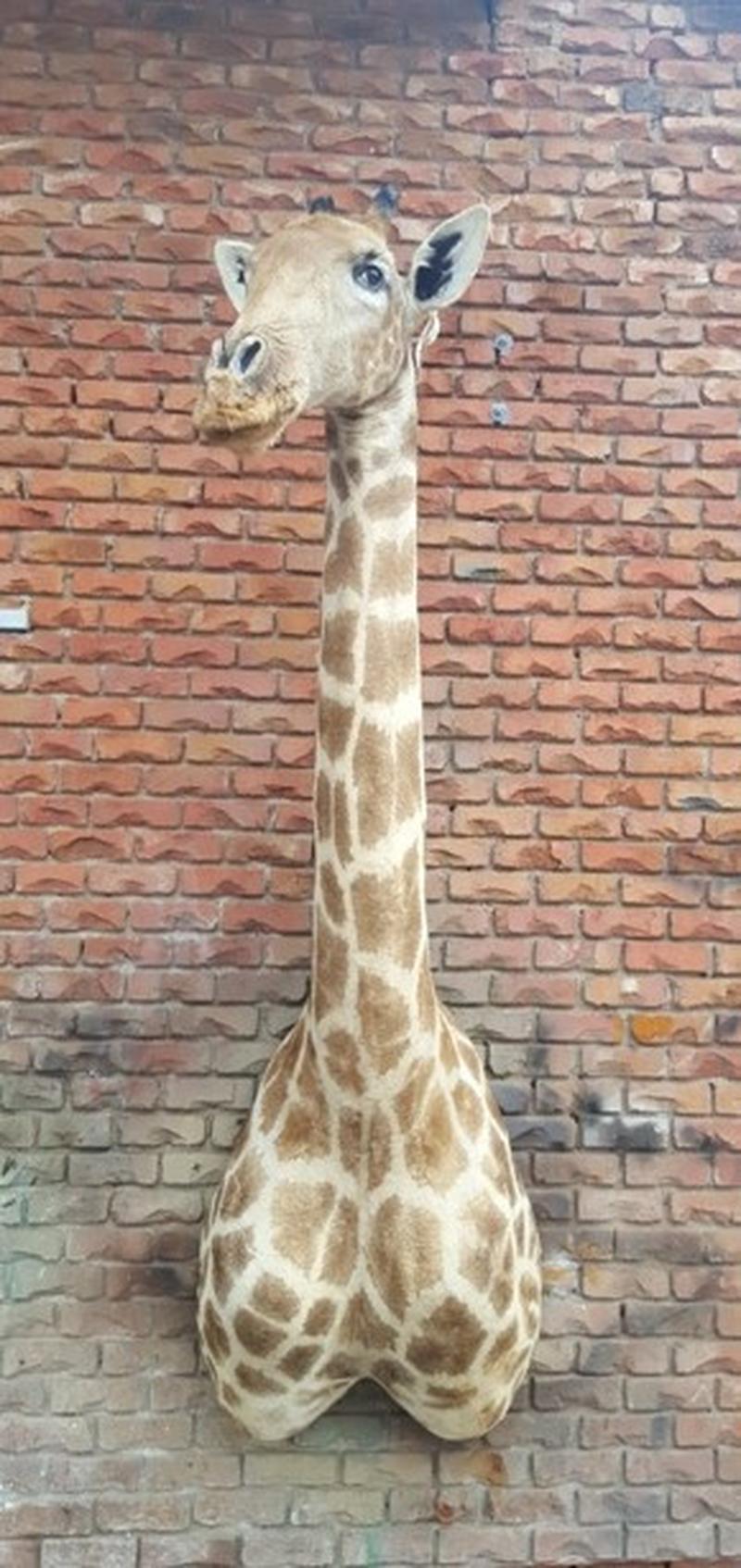 Giraffe Shoulder Mount - GSM05 - Image 3