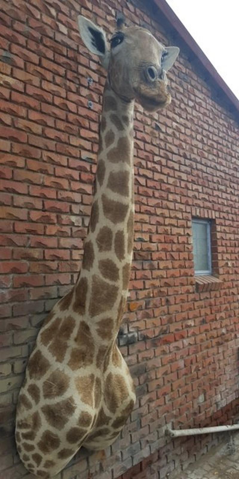 Giraffe Shoulder Mount - GSM05 - Image 4