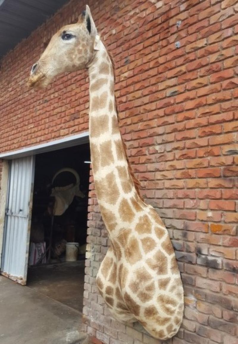 Giraffe Shoulder Mount - GSM05 - Image 5