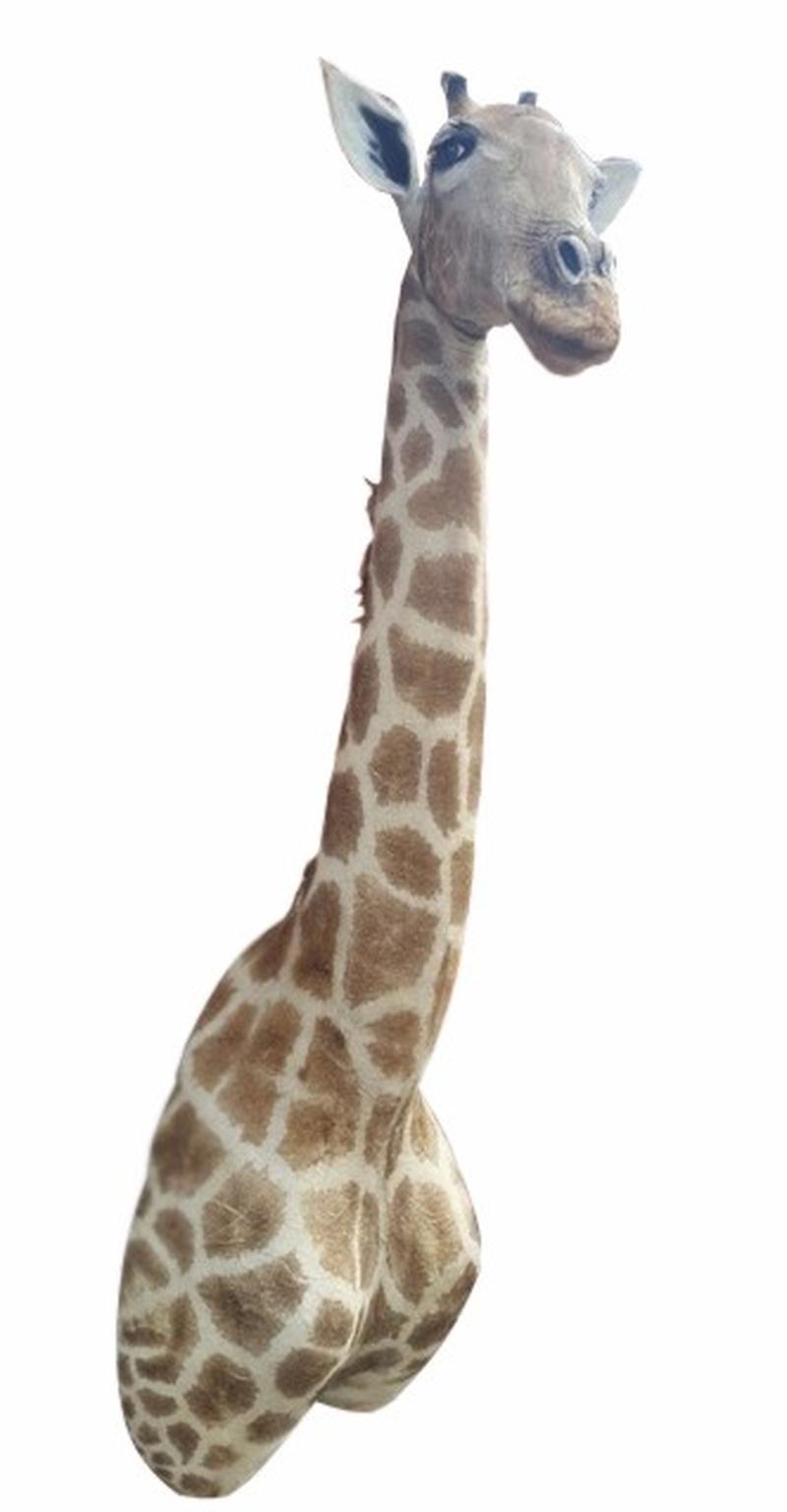 Giraffe Shoulder Mount - GSM05 - Image 6