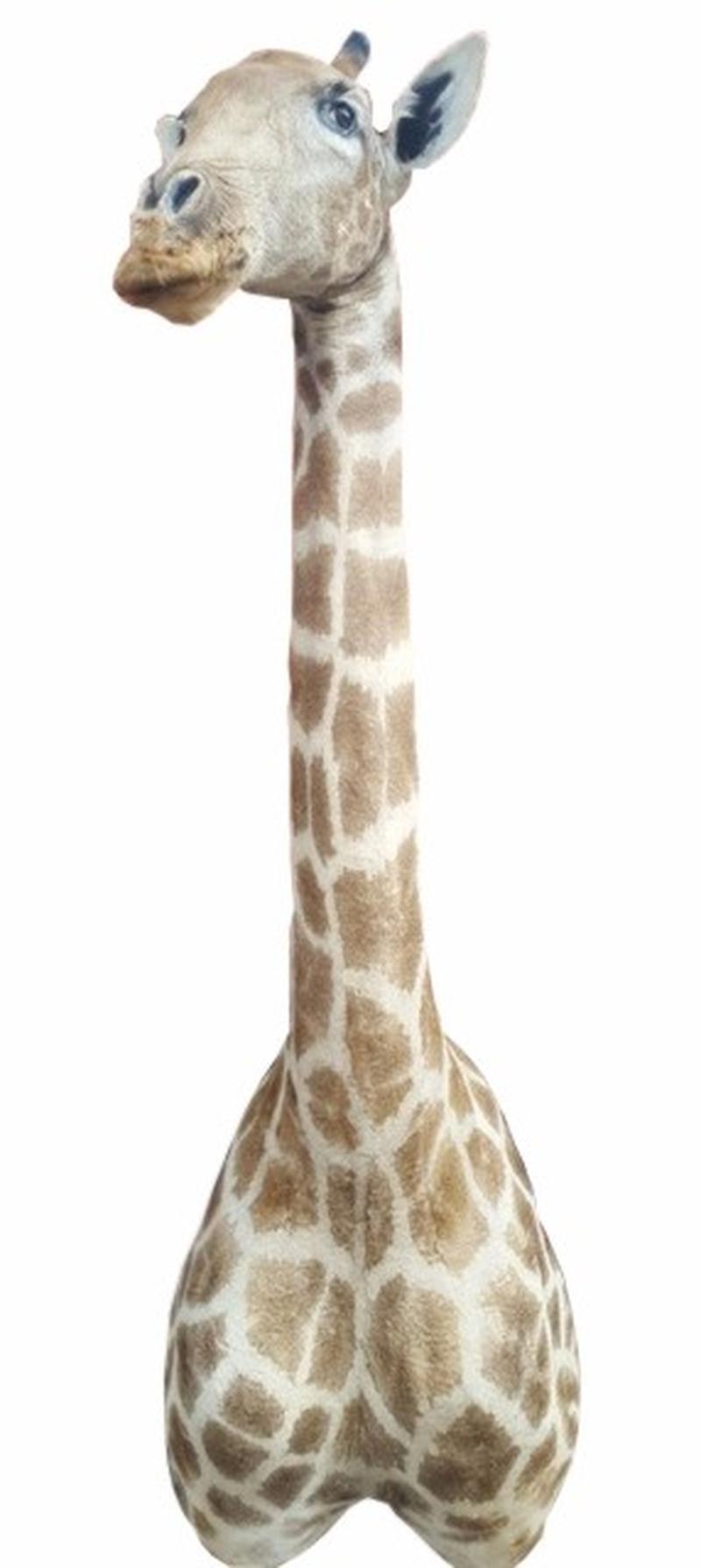 Giraffe Shoulder Mount - GSM05 - Image 7